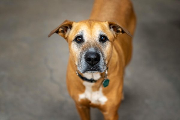 Découvrez comment adopter un chiot heureux aujourd'hui !