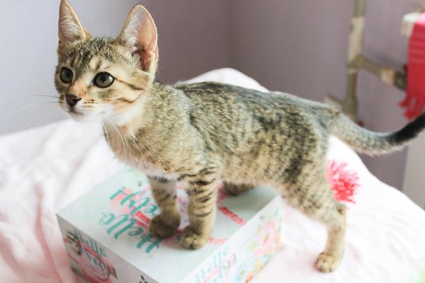 Les animaux les plus venimeux au monde