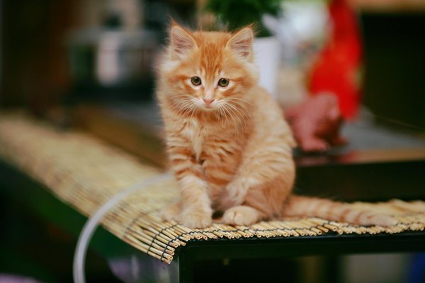 Fabricant d'équipements pour un sport canin durable et performant