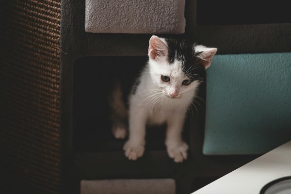 Les dangers potentiels des chats pour les enfants