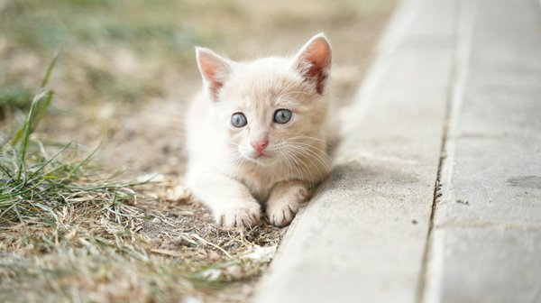 Quels sont les effets de l'urbanisation sur les habitats naturels des animaux ?