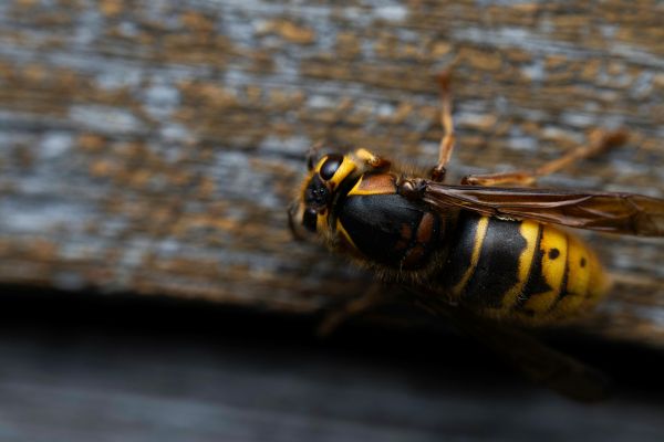 Frelon asiatique à paris : identifiez-le et protégez-vous !