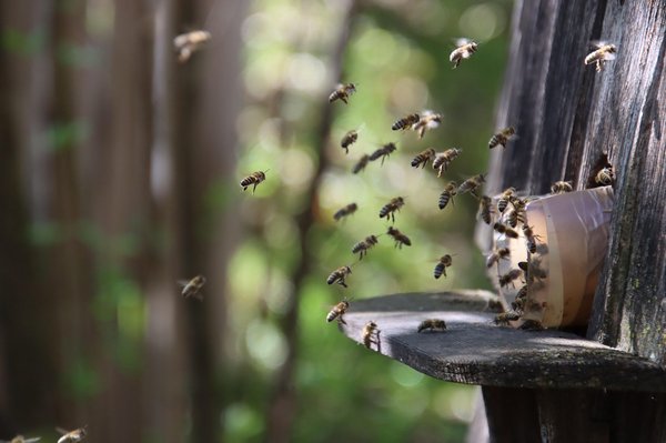 Réservez vos essaims chez icko apiculture en toute simplicité !